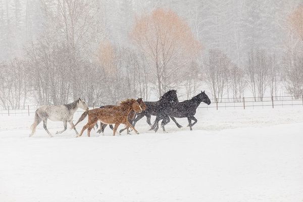Horses during winter roundup-Kalispell-Montana